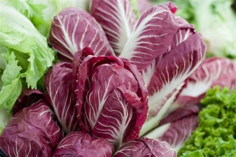 Hlávka červenej čakanky (Radicchio)
