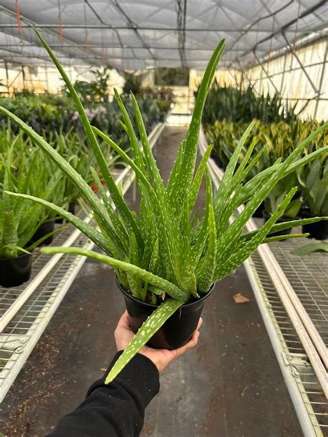 Aloe vera a uvarená ryža