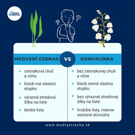 Rozdiely medzi medvedím cesnakom a konvalinkou