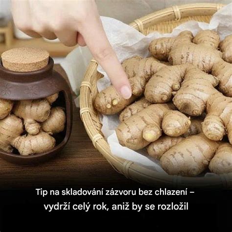 čerstvý zázvor