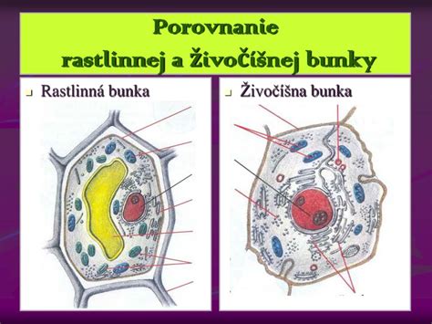 Porovnanie živočíšnej a rastlinnej šľahačky - infografika