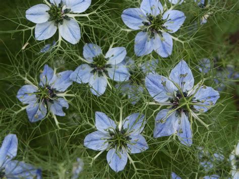 Nigella sativa rastlina
