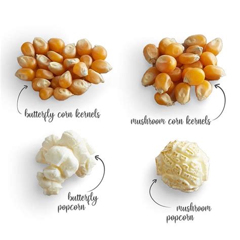 Rôzne druhy zŕn kukurice na popcorn: butterfly a mushroom tvary