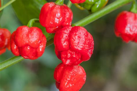 Rastlina Trinidad Scorpion Moruga s dozrievajúcimi plodmi