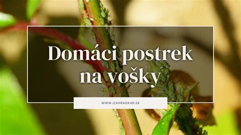 Prírodné postreky z rastlín