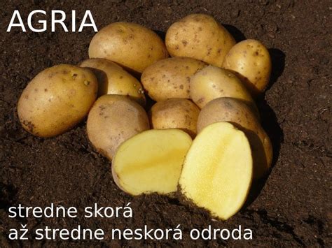 Odroda zemiakov Viglas - detail hľúz