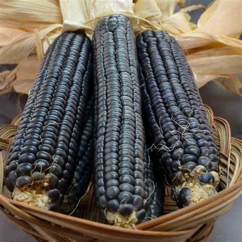 Čierna kukurica Negro Cine