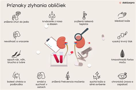 Schéma fungovania obličiek