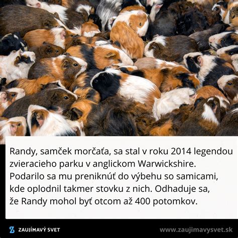 Skupina morčiat