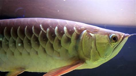 Arowana v akváriu