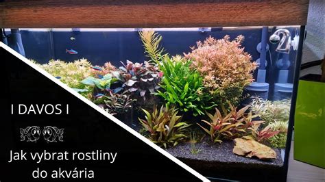 Štruktúra akvária pre arowanu