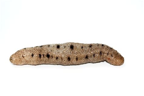 Morská uhorka je živočích žijúci na dne mora