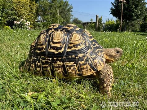 Suchozemská korytnačka jediaca púpavu