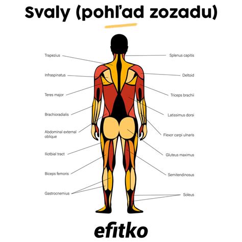 Anatómia ženského prsníka: svaly, cievy, mliečne kanáliky, bradavka, tukové bunky, rebro