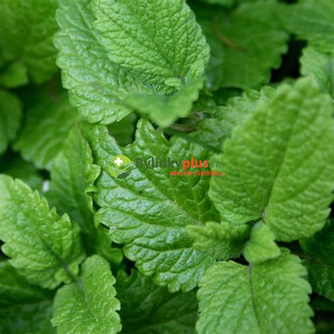 Bylinka medovka lekárska s listami a kvetmi