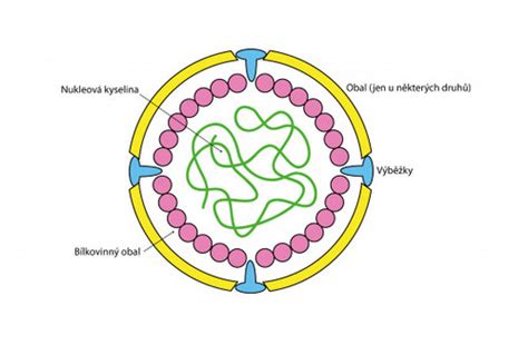 Ilustrácia baktérií a vírusov