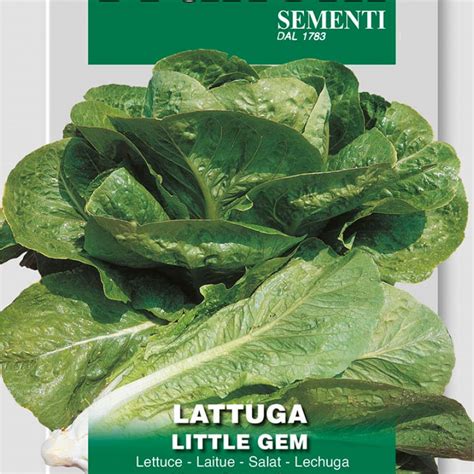 Odroda rímskeho šalátu Little Gem