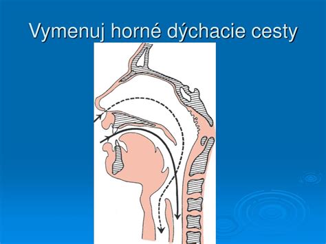 Schéma fungovania sirupu na dýchacie cesty