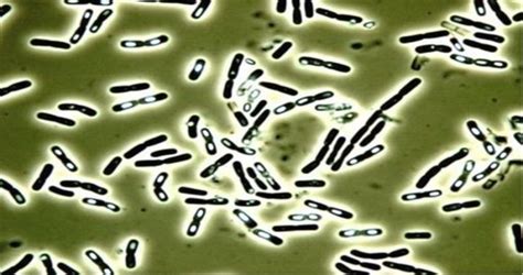Ilustrácia baktérie Bacillus cereus