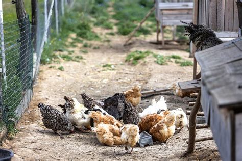 Sliepky na farme konzumujúce zmes krmiva