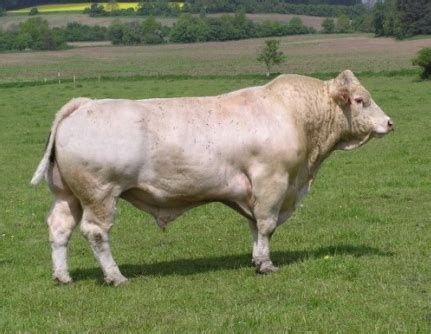 Pasúce sa hovädzie plemeno Charolais