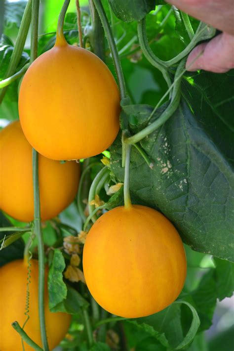 Zeleninový melón ‘Yellow Ball’