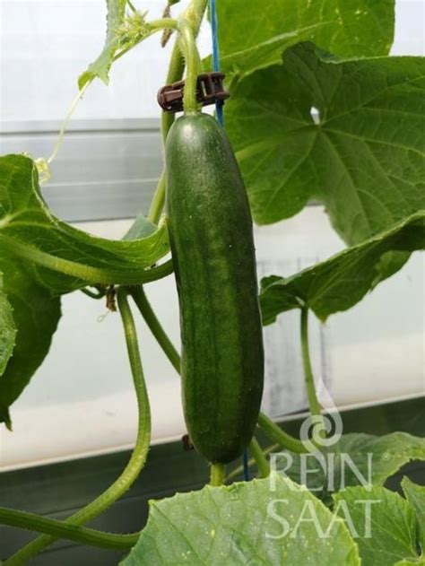 Uhorka angúria ‘Liso Calcuta’