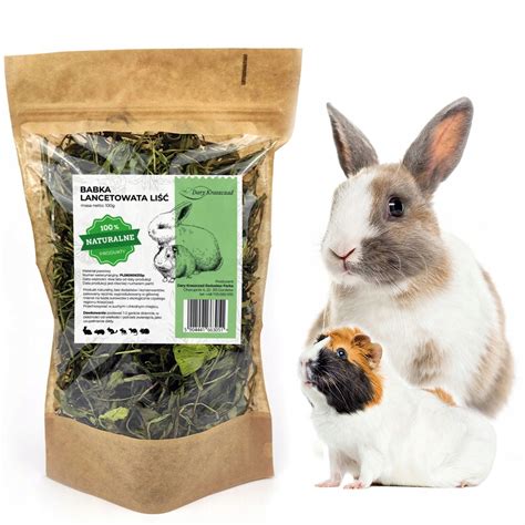 Ilustrácia skorocelu kopijovitého