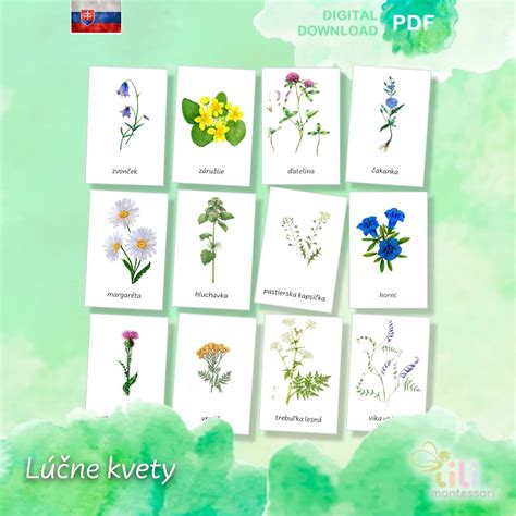 Rôzne druhy lúčnych kvetov