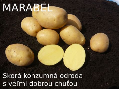 Zemiaky odrody Manitou s červenou šupkou