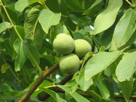 Detailný postup na prípravu zápražky