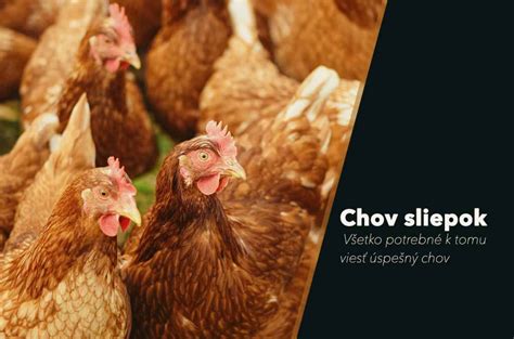 Zdravotné problémy sliepok