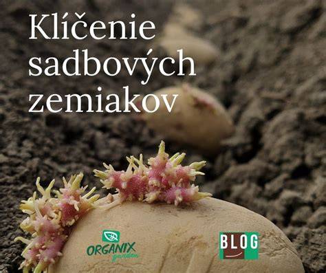 Schéma vrstveného pestovania zemiakov v debničke