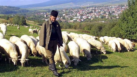 Slovenská krajina s pasúcimi sa ovcami a salašom v pozadí
