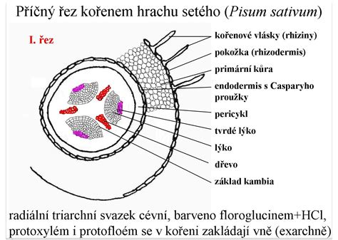 Priečny prierez koreňa s vyznačenými vrstvami