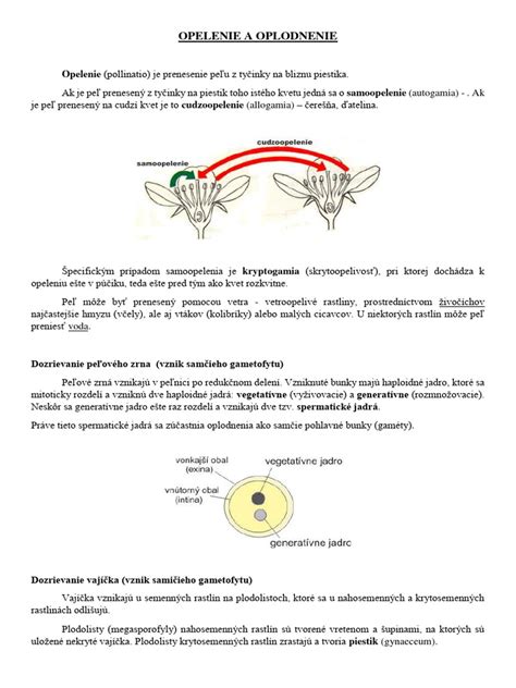 Schéma výsadby kukurice v blokoch pre optimálne opelenie