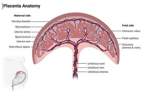 Anatomický nákres placenty a jej spojenie s plodom