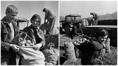 Zber zemiakov pod Strečnom v roku 1970