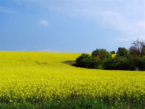 Repkové pole počas kvitnutia