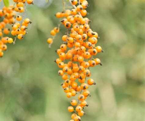 Plody rakytníka na konári