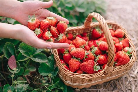čerstvé suroviny a zelenina na prípravu pizze