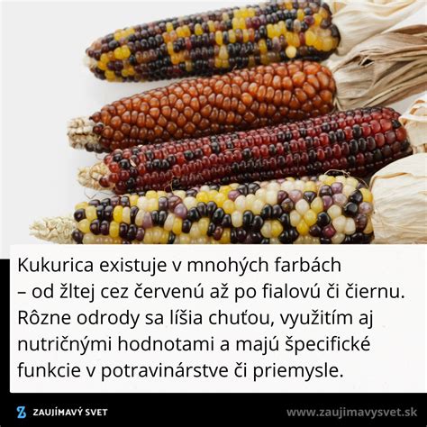 Využitie kukurice v strave