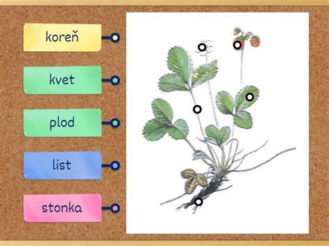 Botanické časti rastliny kukurice