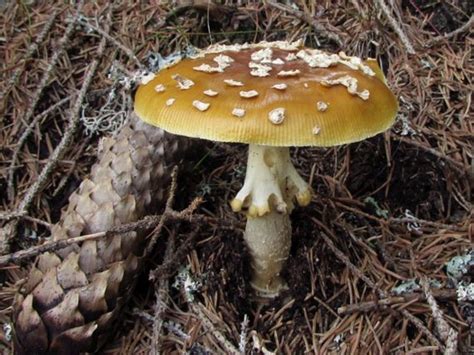 Muchotrávka kráľovská (Amanita regalis) - ilustrácia