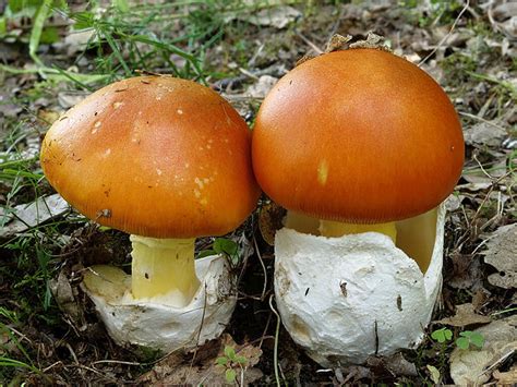 Muchotrávka cisárska (Amanita caesarea) - detail klobúka