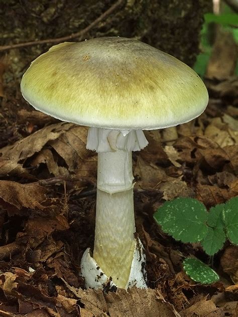 Muchotrávka zelená (Amanita phalloides) - varovanie