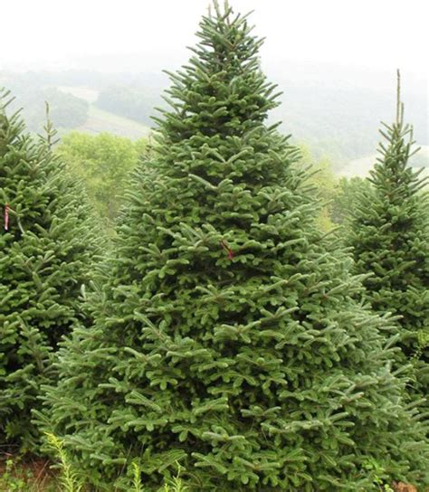 Ilustračná fotografia stromu jedľa kalifornská