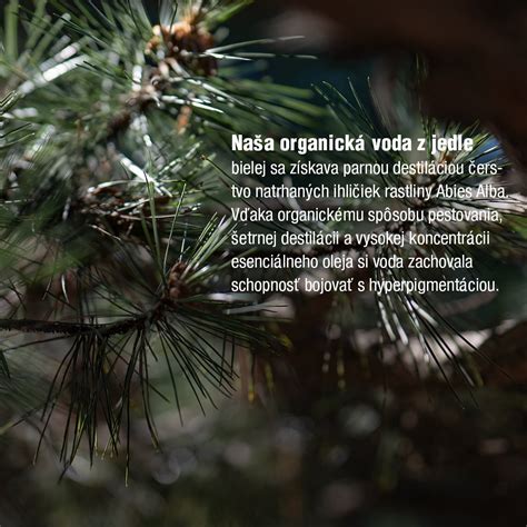 Porovnanie ihličia jedle kalifornskej a jedle bielej