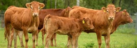 Hovädzí dobytok plemena Charolais na pastvine