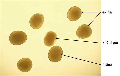 Diagram priebehu zrenia zrna kukurice